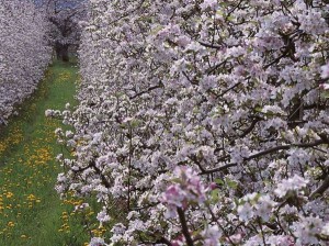 In Alto Adige tra i meleti in fiore