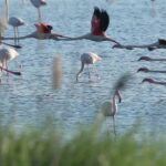 Turismo “lento” ed autentico nel Parco del delta del Po, paradiso incontaminato dove conoscere angoli suggestivi