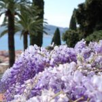I giardini di Villa della Pergola ad Alassio, aperti tutti i fine settimana dal 29 marzo a fine ottobre