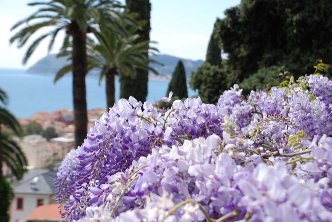 I giardini di Villa della Pergola ad Alassio, aperti tutti i fine settimana dal 29 marzo a fine ottobre