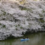 Cogliere la primavera in Giappone con Japan Experience per un modo diverso di vivere l’Hanami dei ciliegi in fiore