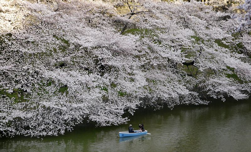 Cogliere la primavera in Giappone con Japan Experience per un modo diverso di vivere l’Hanami dei ciliegi in fiore