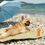 Vacanze pet friendly: dalle spiagge italiane alle città europee