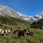 Chiude la stagione estiva di Cervino2015 -Désarpa il red carpet delle mucche valdostane