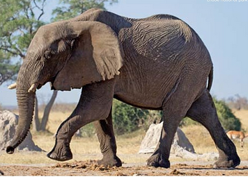 fauna botswana