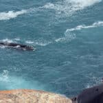 Dove e quando assistere alla migrazione delle balene in South Australia