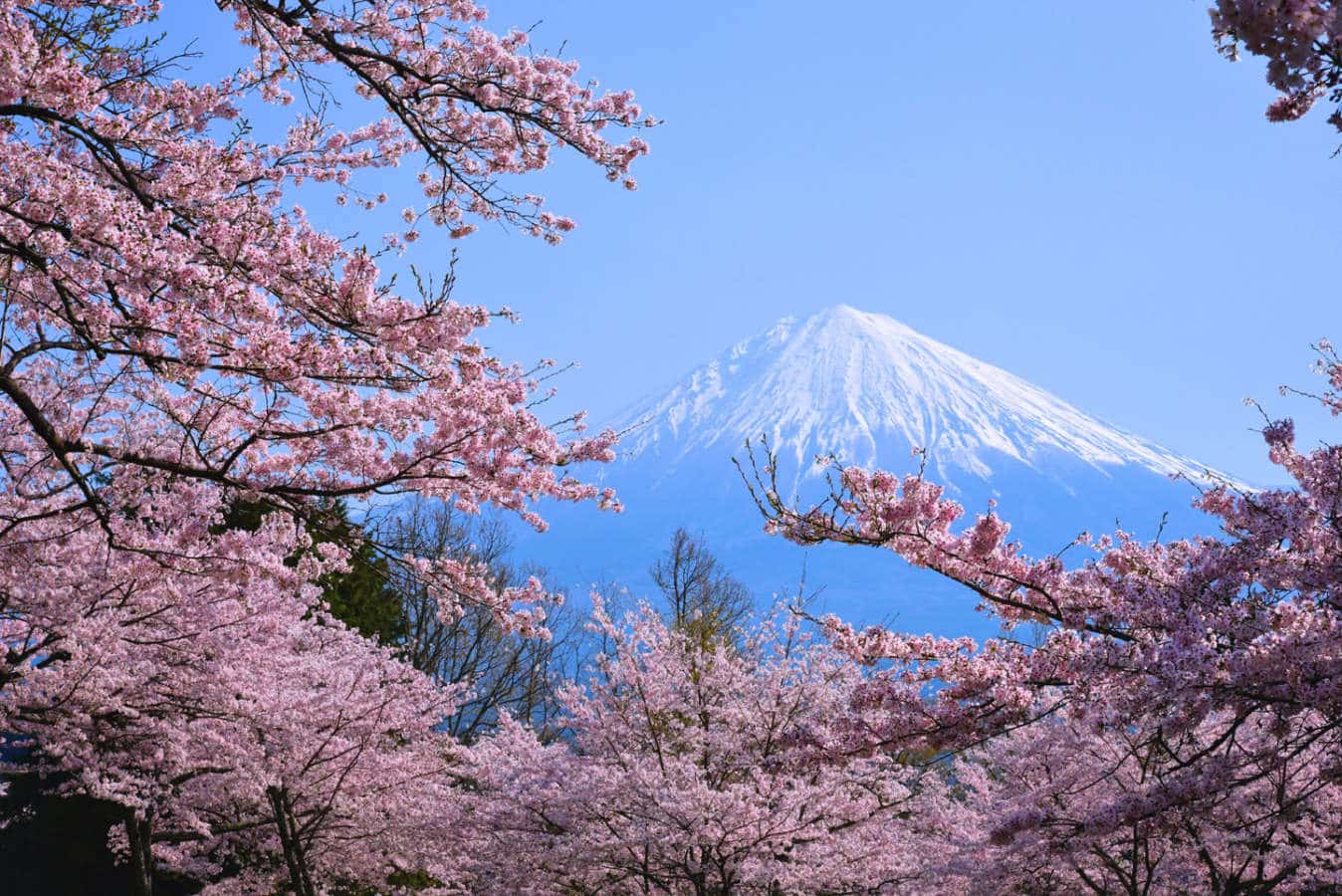King Holidays e l'Hanami: tutti i colori della Primavera giapponese