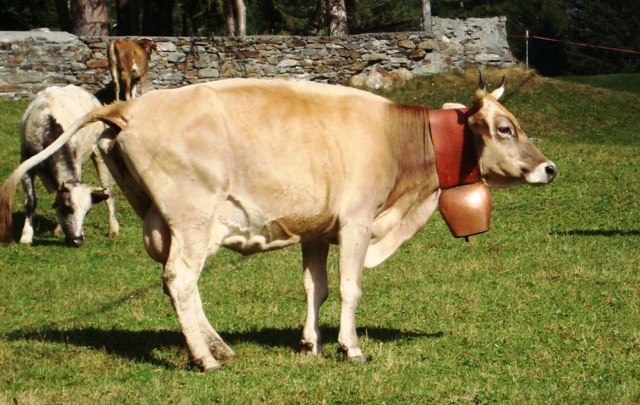 La Mostra zootecnica a Caspoggio inaugura un ricco weekend pasquale tra Sondrio e Valmalemco