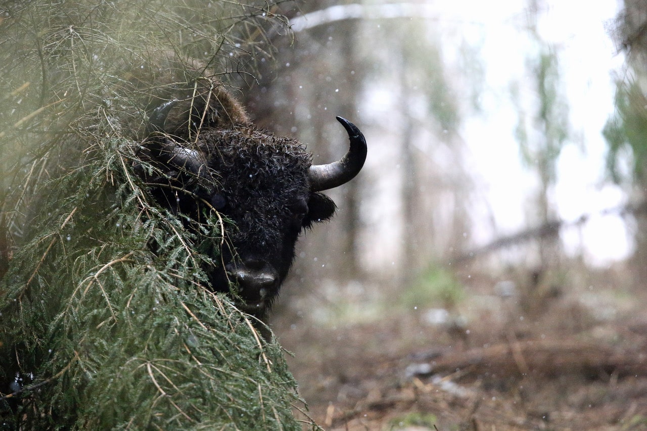Con WWF Travel e Biosfera Itinerari un tour alla ricerca del maestoso bisonte europeo