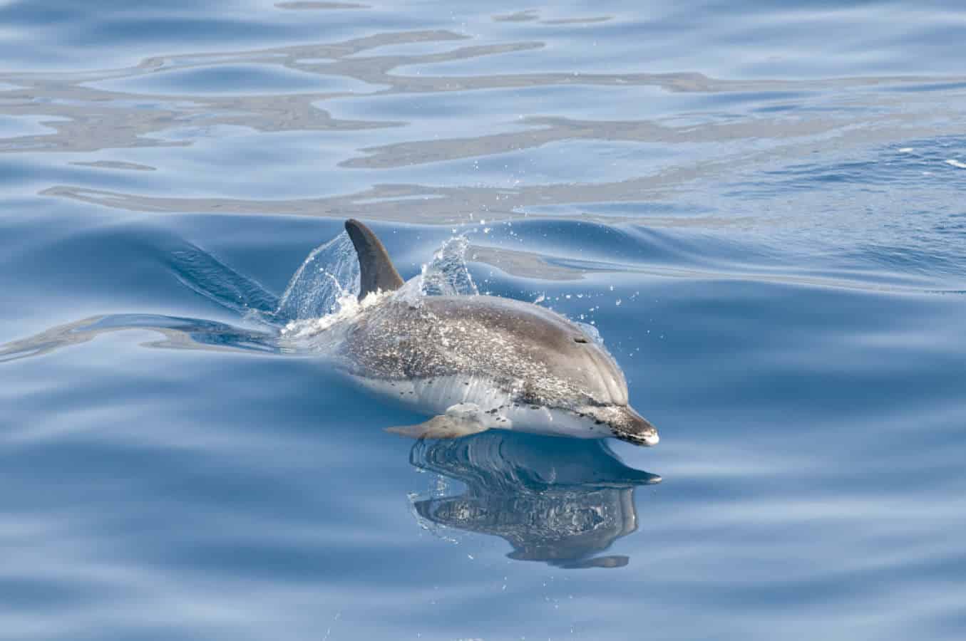 Isole Canarie, il paradiso del whalewatching