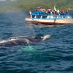 Whale watching in Repubblica Dominicana