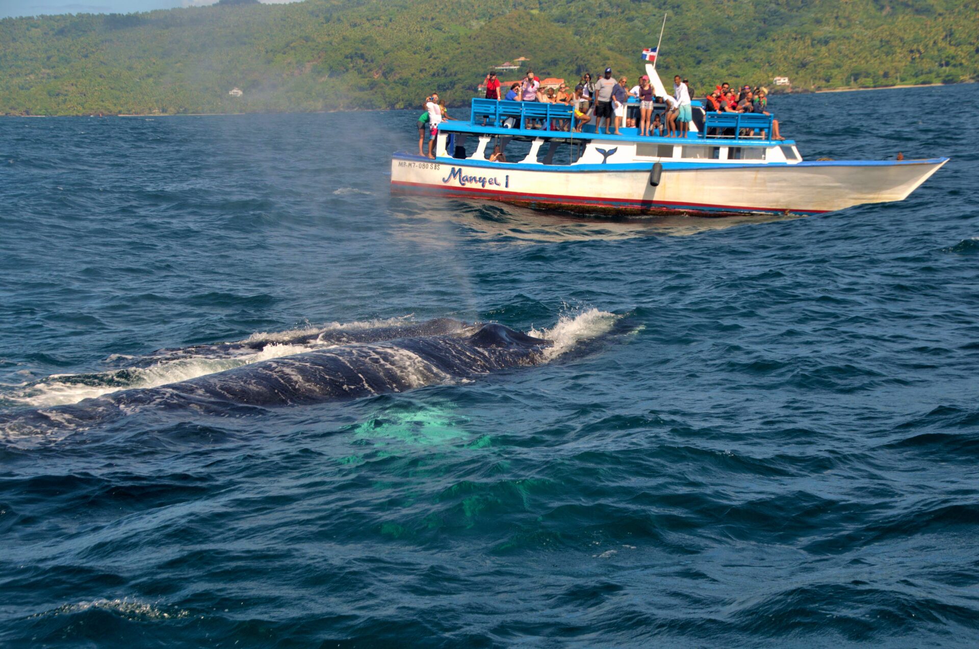 Whale watching in Repubblica Dominicana
