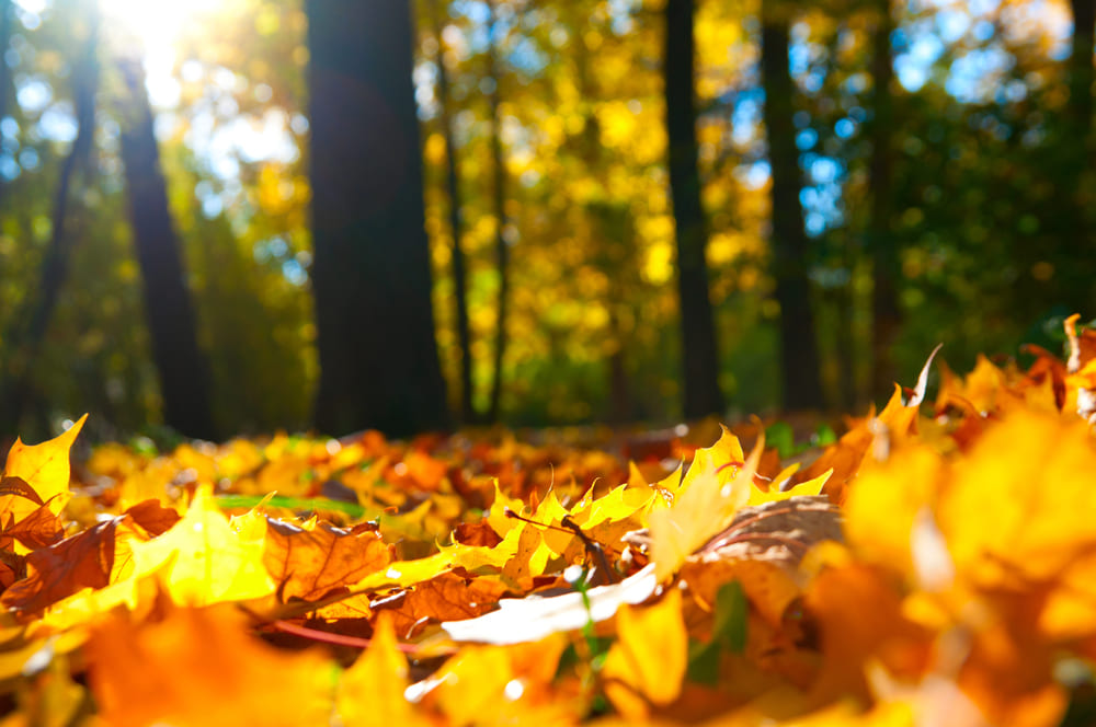 Ecco l'**alt text** con la keyword inserita: Foglie autunnali gialle e arancioni sul terreno di un bosco durante un viaggio in montagna in autunno, con la luce del sole