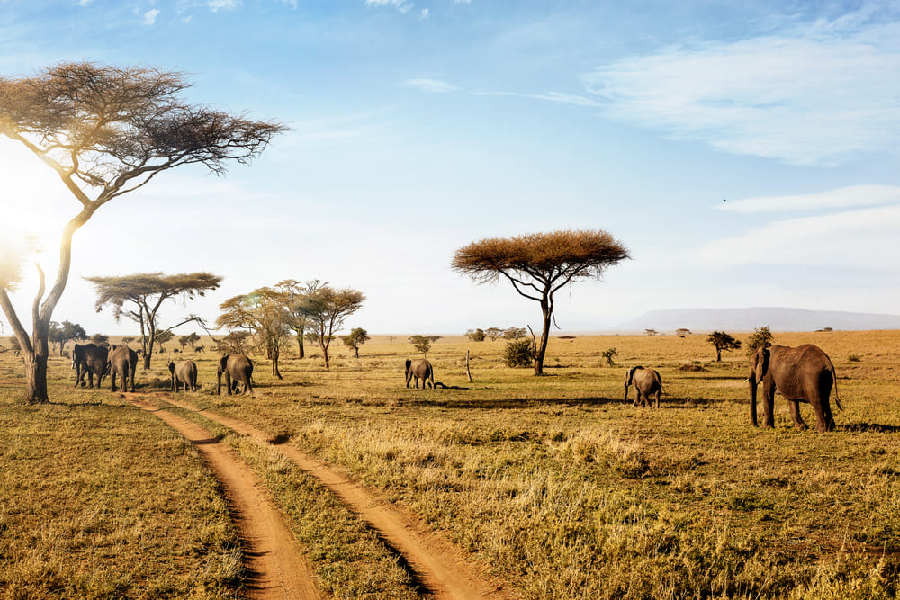 Gruppo di elefanti che camminano nel bellissimo parco nazionale Serengeti, Tanzania, Africa .
