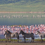 Scopri i 5 migliori parchi safari in Africa, tra fauna incredibile, paesaggi unici e consigli per un’esperienza indimenticabile!