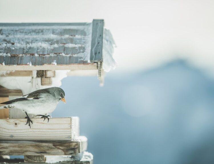 Inverno a Bressanone: 10 motivi per goderti la magia della città
