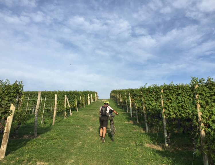 Scopri LangaRide, il tour di Pasquetta in bici tra le Langhe con degustazioni di vini e prodotti tipici. Iscriviti ora, posti limitati!