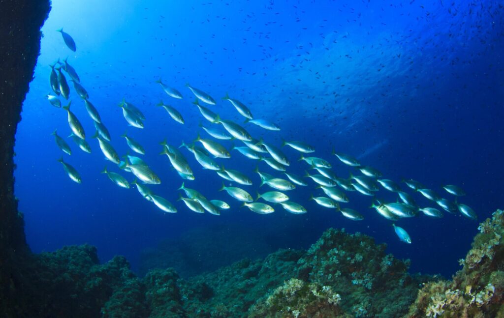 Le 5 migliori destinazioni per snorkeling in barca nel mediterraneo: acque limpide, natura intatta e fondali spettacolari ti aspettano!