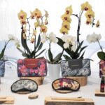 Scopri il Thai 65° anniversario amenity kit: design esclusivo, comfort e cultura thailandese per un viaggio indimenticabile.