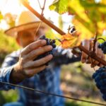 Scopri le idee per un weekend in Italia fuori stagione: mare d’autunno, vendemmia, castagne e foliage tra settembre e ottobre.