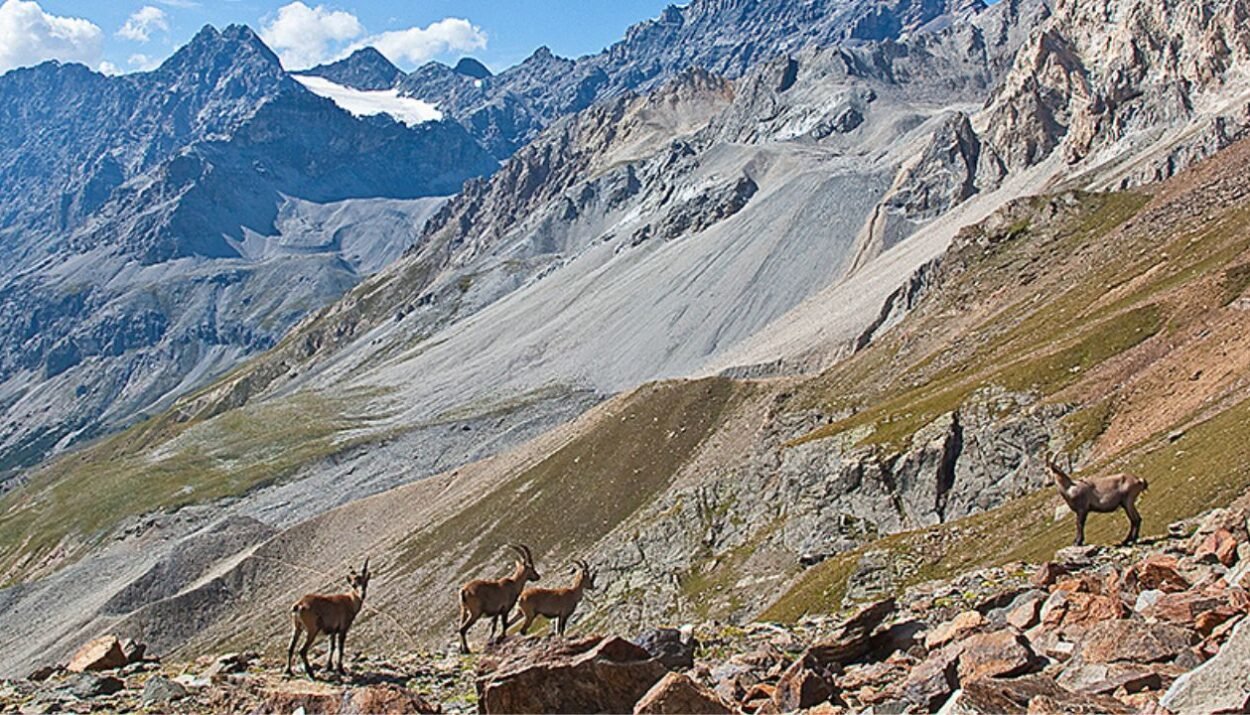 Scopri i grandi eventi in Valtellina: festival corale a Bormio e Sondrio Festival con documentari sulla natura. Imperdibili!
