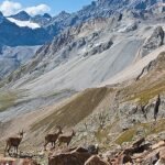 Scopri i grandi eventi in Valtellina: festival corale a Bormio e Sondrio Festival con documentari sulla natura. Imperdibili!