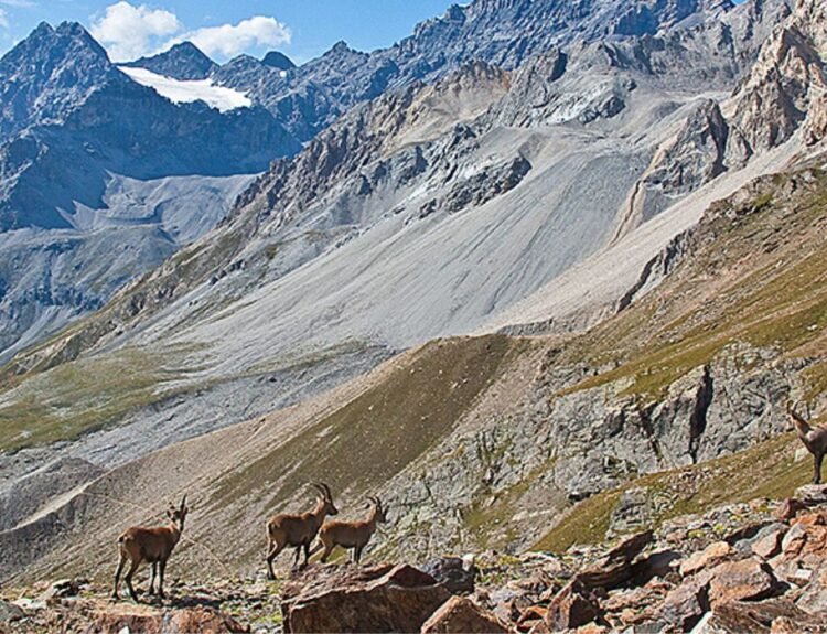 Scopri i grandi eventi in Valtellina: festival corale a Bormio e Sondrio Festival con documentari sulla natura. Imperdibili!