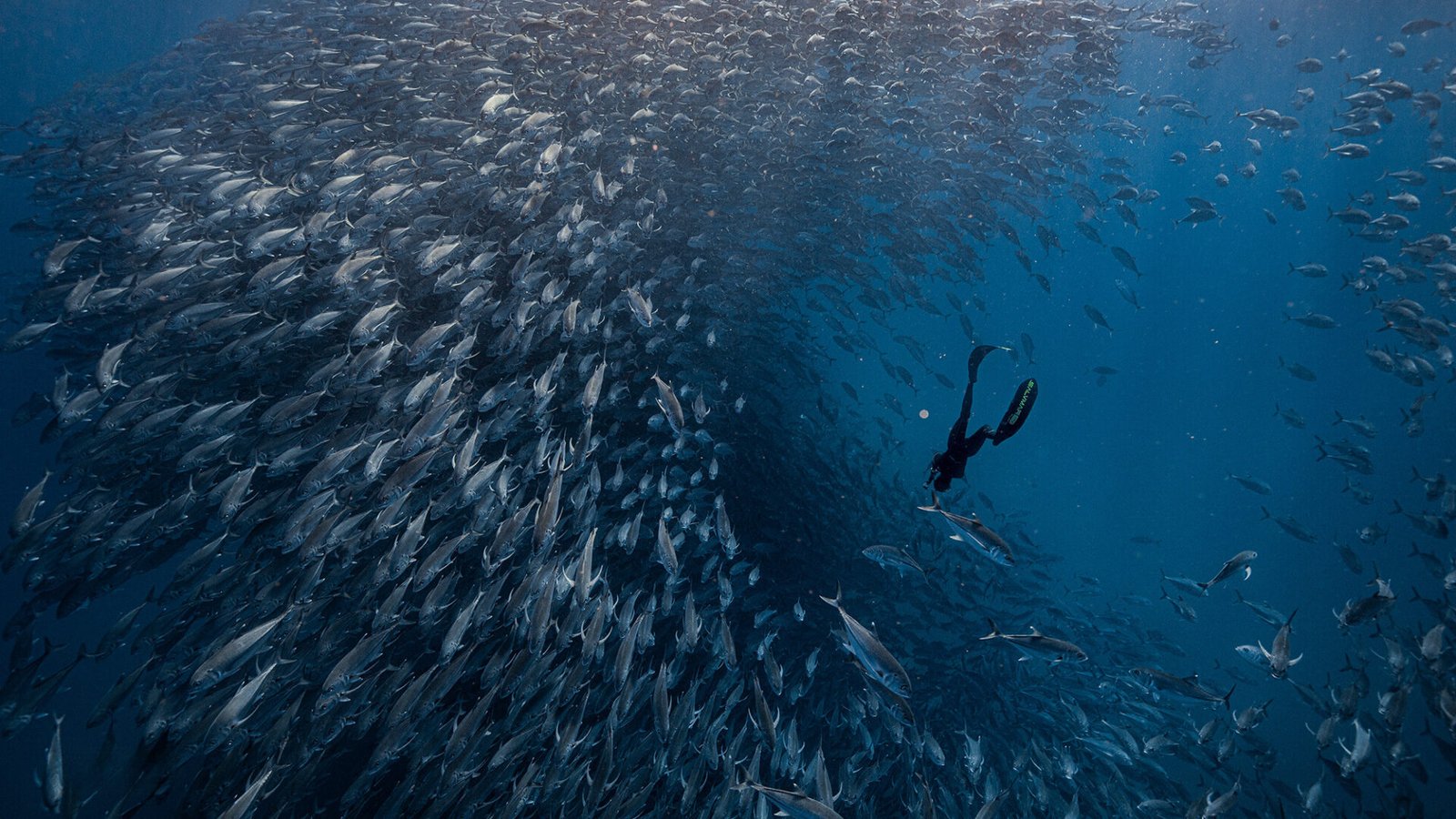 È nato Baku, la nuova creatura di BluFennec, pensata per i veri viaggiatori. Un progetto che trasforma il viaggio in un’esperienza.