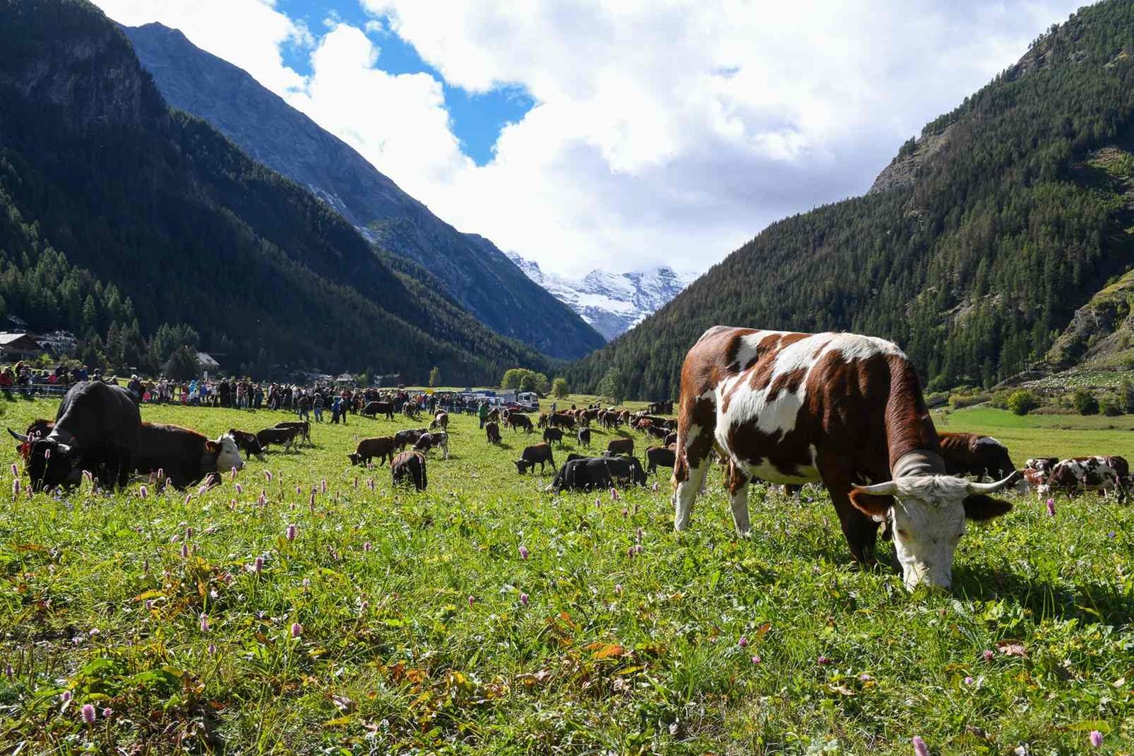 Autunno in festa a Cogne: la Devétéya e la Festa de Lo Pan Ner celebrano la cultura alpina e i sapori autentici della Valle d’Aosta.