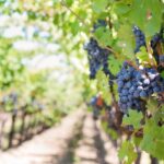 Vivi il meglio di settembre in Italia: vendemmia, sagre autentiche e turismo lento tra natura, sapori e tradizioni. Scoprilo ora!