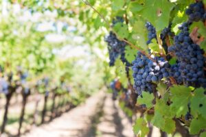 Vivi il meglio di settembre in Italia: vendemmia, sagre autentiche e turismo lento tra natura, sapori e tradizioni. Scoprilo ora!