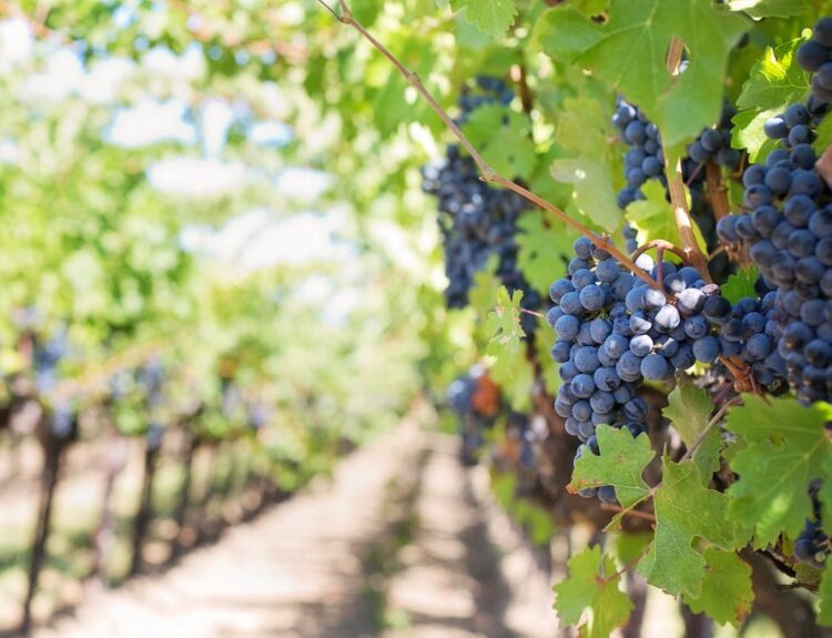 Vivi il meglio di settembre in Italia: vendemmia, sagre autentiche e turismo lento tra natura, sapori e tradizioni. Scoprilo ora!