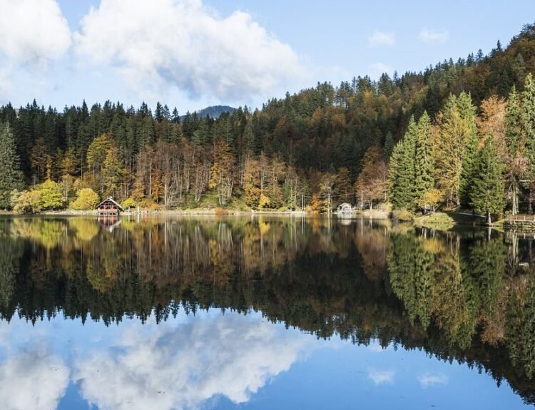 foliage in Friuli