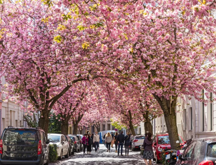 I viaggi più belli tra le fioriture di primavera