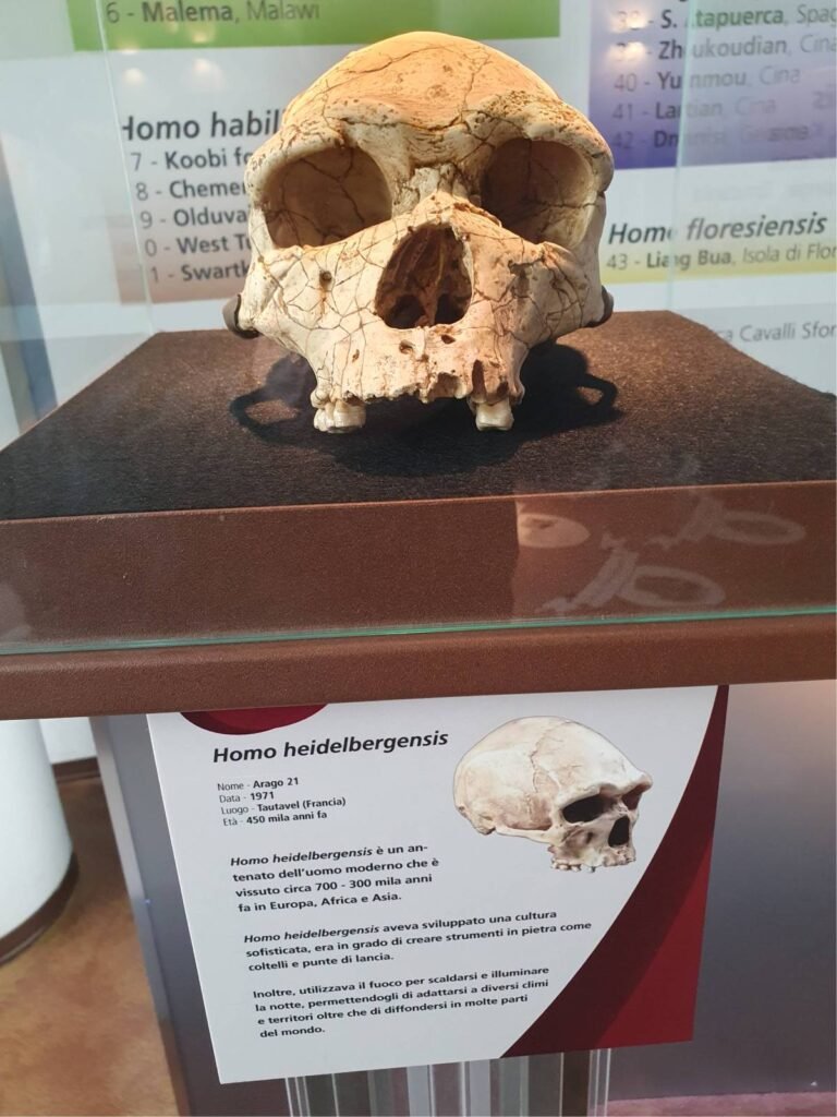 Homo Heidelbergensis