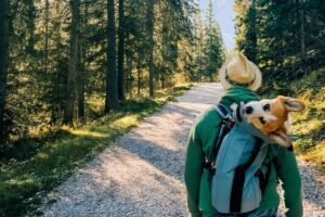 Rover pet friendly