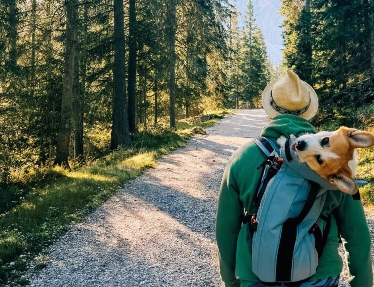 Rover pet friendly
