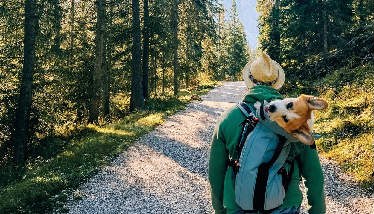 Rover pet friendly