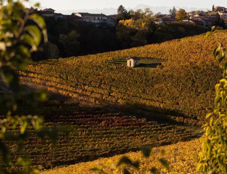 Langhe, Monferrato e Roero in autunno: tartufo, foliage e grandi eventi
